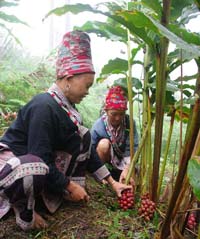 ナム・カン村におけるカルダモンのシーズン
